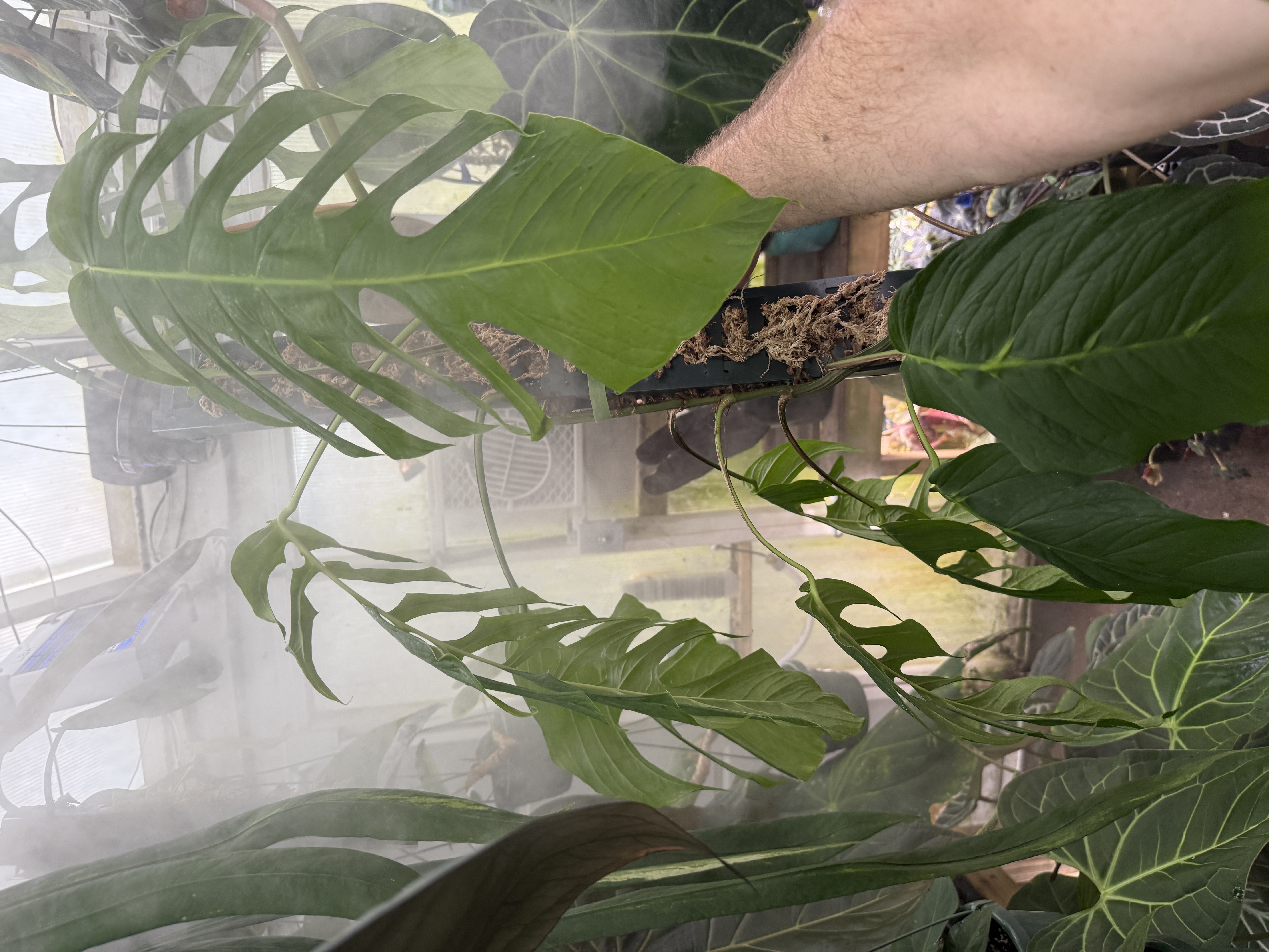 Monstera filamentosa among a cloud of water vapor